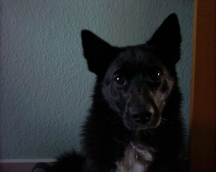 Sort spids Fiona - min bedste side billede 10