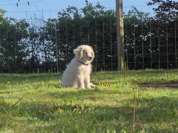 Blanding af racer Balder - kongen af haven billede 6