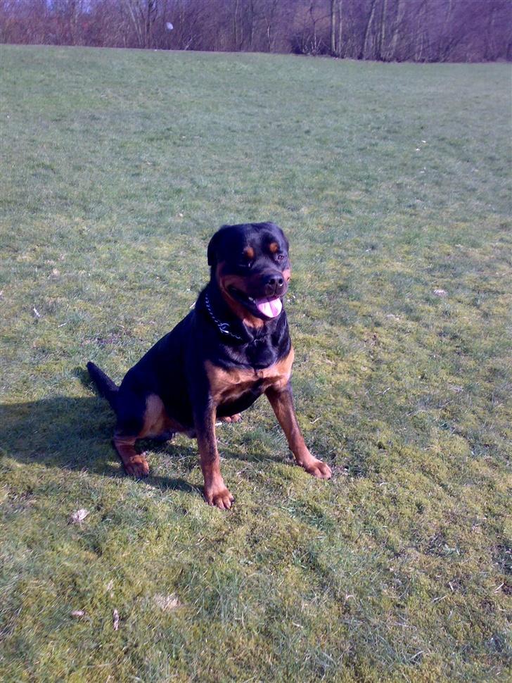 Rottweiler Kingzo - 1 år gammel billede 1