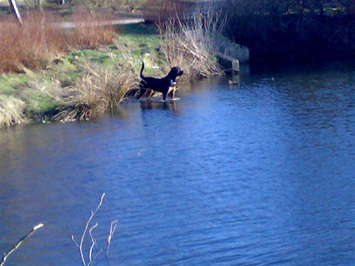 Rottweiler Kingzo - Fuck de er hurtige de ænder billede 2