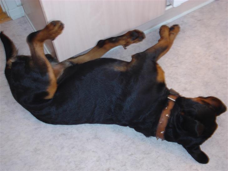 Rottweiler Kingzo billede 3