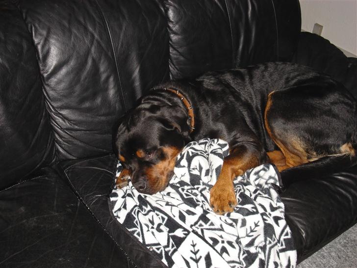 Rottweiler Kingzo - Fuck jer, lad mig sove... billede 4