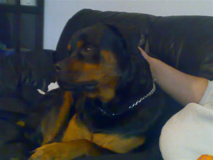 Rottweiler Kingzo - Hva snakker du om, her er der masser af plads til os begge billede 6