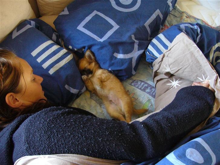 Chihuahua Tyson - Det er noget han kan li´... en lur med "mor" :) billede 1