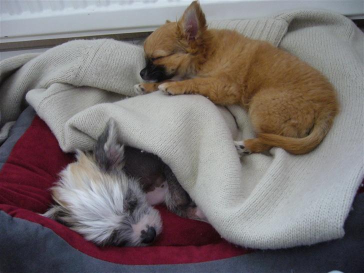 Chihuahua Tyson - Her var de alligevel blevet trætte ham og Ingolf (Chinese Crested) billede 2