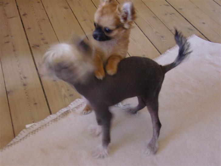 Chihuahua Tyson - Lille hund, stor vilje !! (Tyson og Ingolf skal lige prøve kræfter...) billede 3