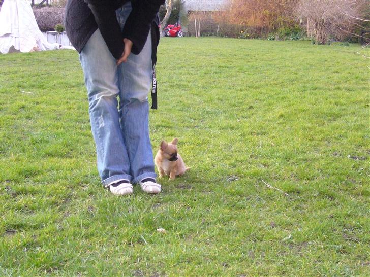 Chihuahua Tyson - Det er det tætteste vi kommer på et tricks indtil videre. billede 4