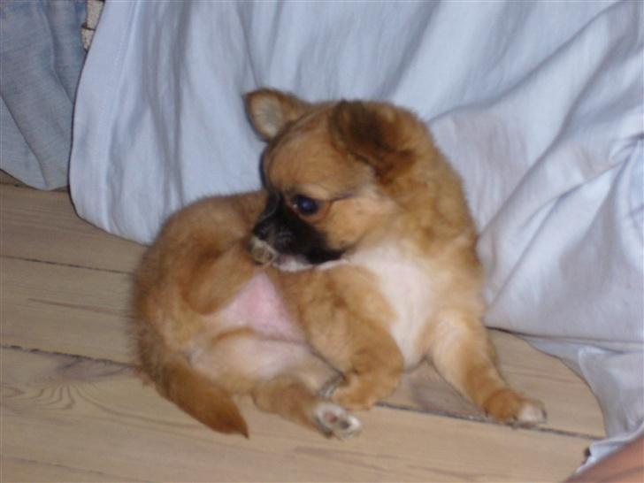 Chihuahua Tyson - Er han ikke flot ?? billede 5