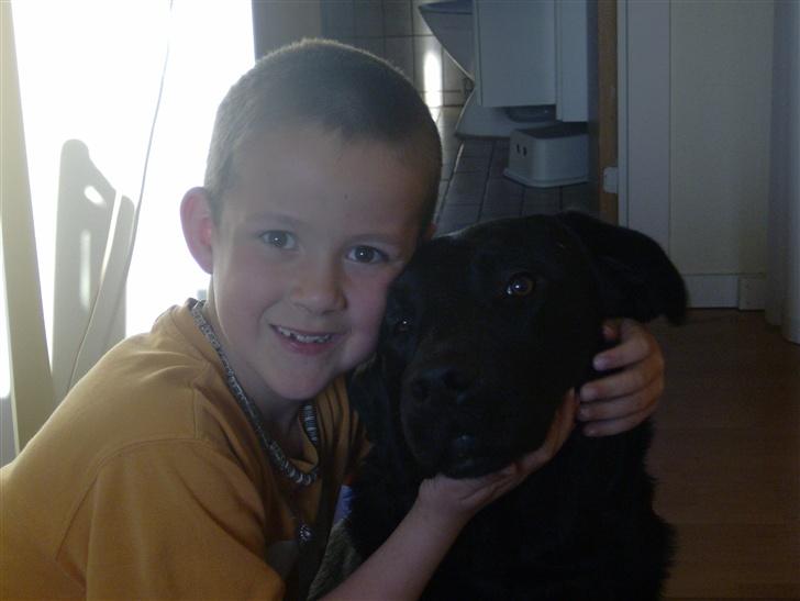 Labrador retriever Bertil - Jeppe ELSKER Bertil billede 17