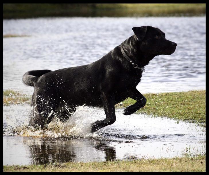 Labrador retriever Bertil - I fuld firspring billede 18