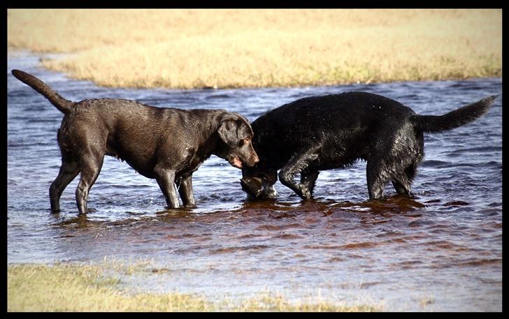 Labrador retriever Bertil - Bertil og Rosa leger billede 19