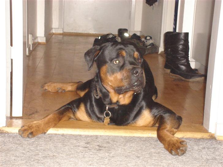 Rottweiler Kingzo - 1 år gammel, men masser af selvtillid billede 7