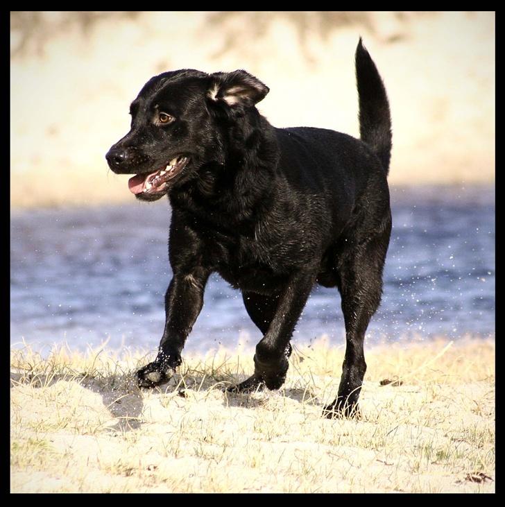 Labrador retriever Bertil - Her kommer jeg ! billede 20