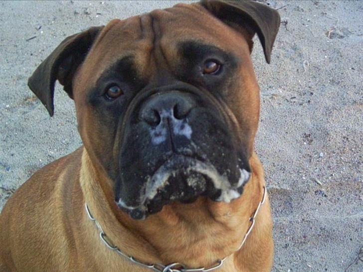 Bullmastiff Bullbjerggaards Arnold billede 7