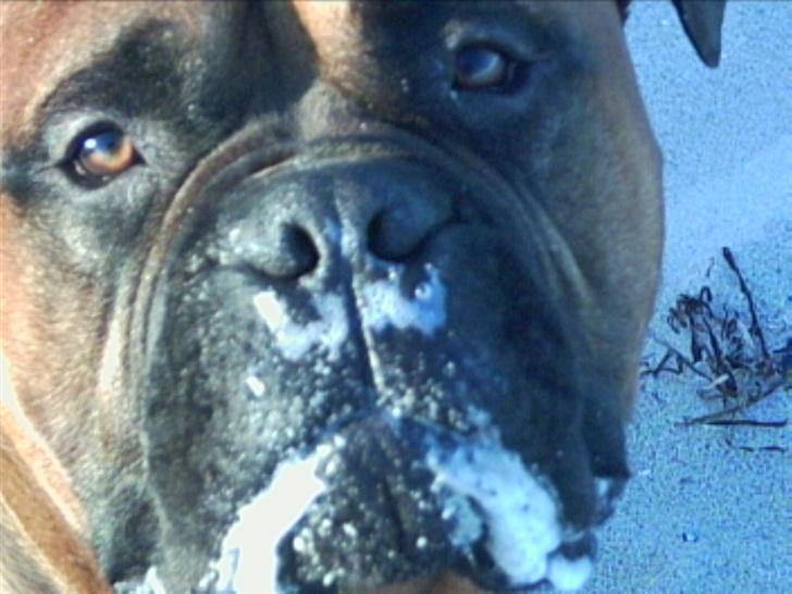 Bullmastiff Bullbjerggaards Arnold billede 8