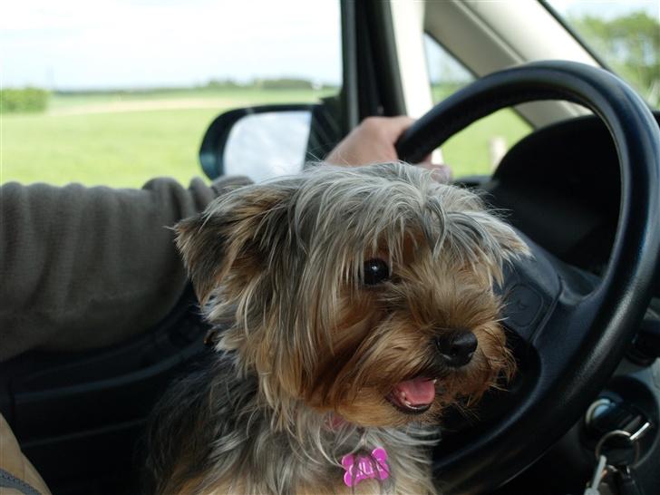 Yorkshire terrier Mette's Cille - Maj 2007 . Cille bill, du er lækker! (Lidt langhåret, hun skal snart klippes) billede 19