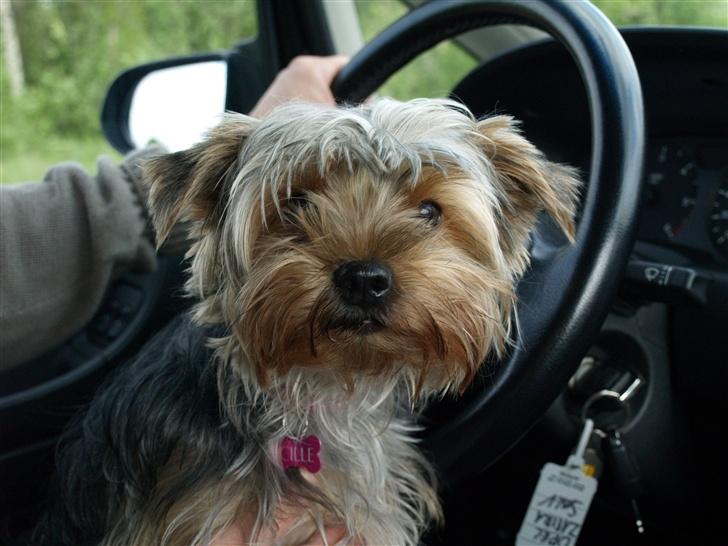 Yorkshire terrier Mette's Cille - jegelskerdig billede 20