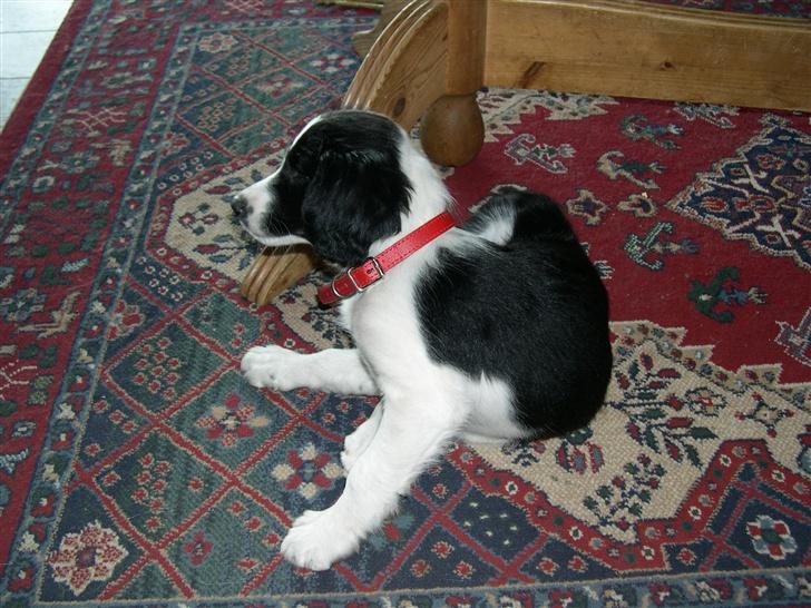 Border collie Daisy - det klør billede 4