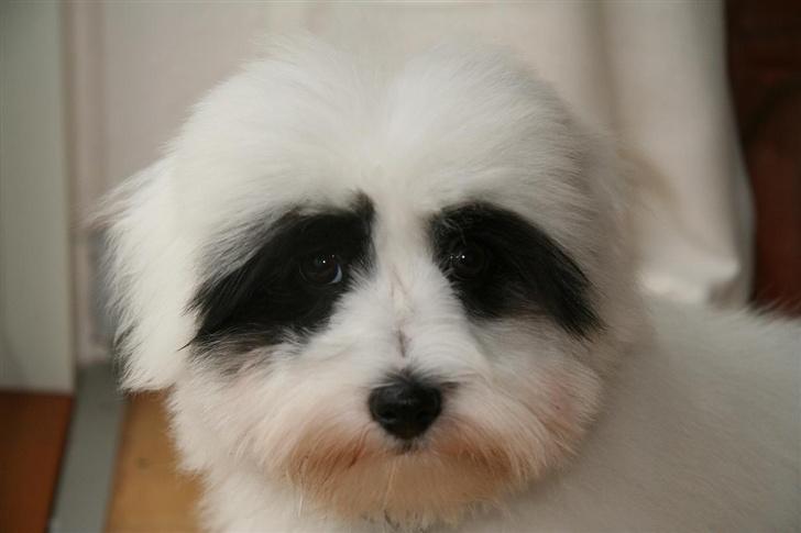 Coton de tulear Casmier´s Frede - Frede som lille hundemodel billede 7