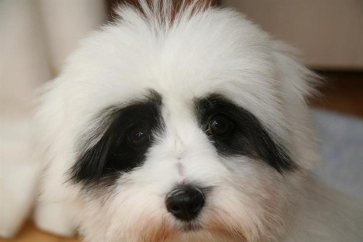 Coton de tulear Casmier´s Frede billede 8