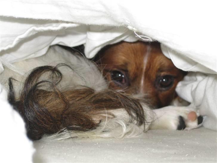 Papillon Kenzo (Gallinas Said) billede 4