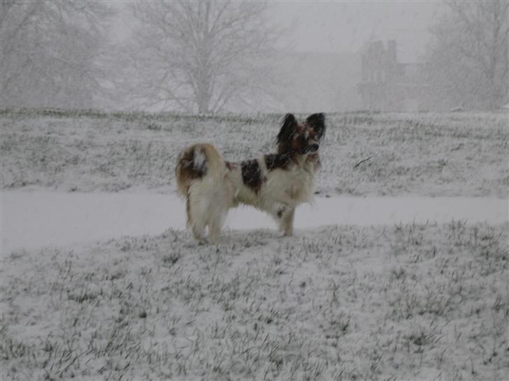Papillon Kenzo (Gallinas Said) billede 5