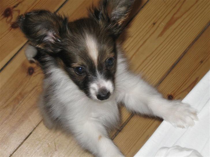 Papillon Kenzo (Gallinas Said) billede 6