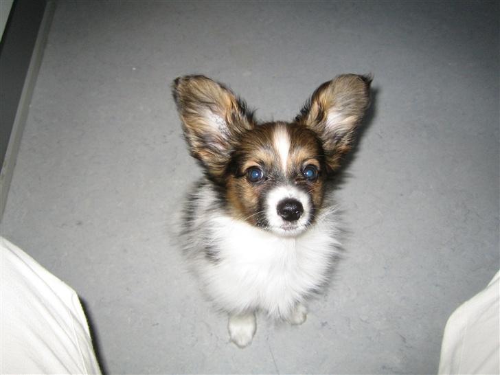 Papillon Kenzo (Gallinas Said) billede 7