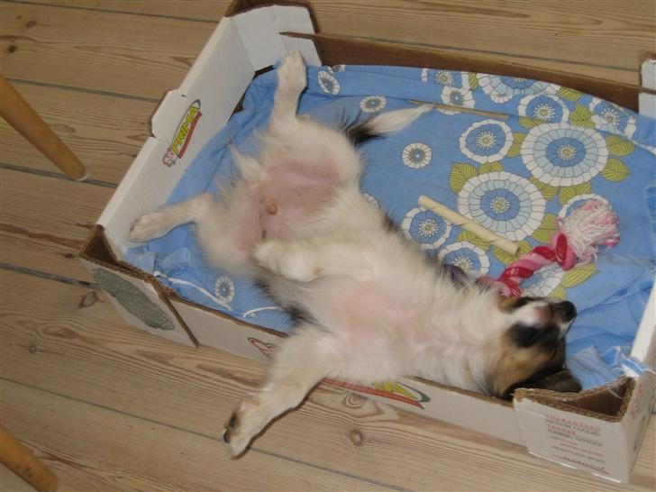 Papillon Kenzo (Gallinas Said) billede 8