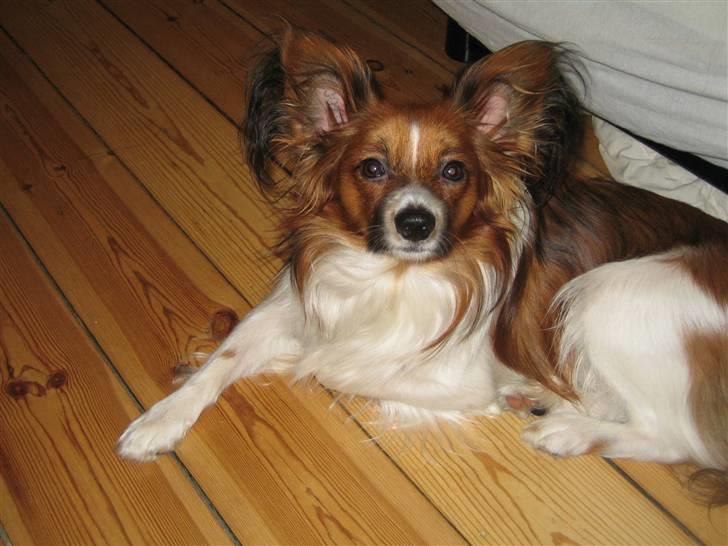 Papillon Kenzo (Gallinas Said) billede 9