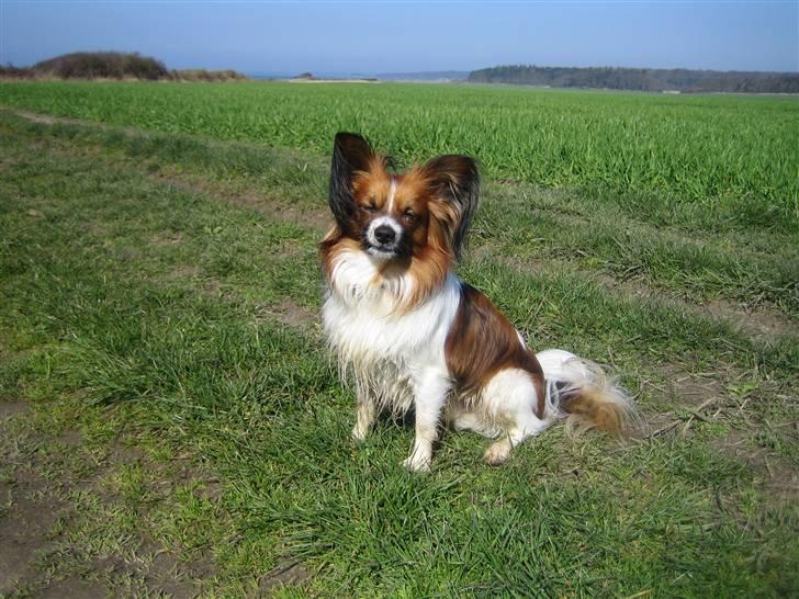 Papillon Kenzo (Gallinas Said) billede 10