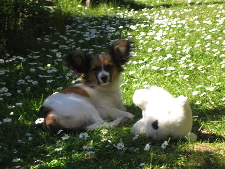 Papillon Kenzo (Gallinas Said) billede 11