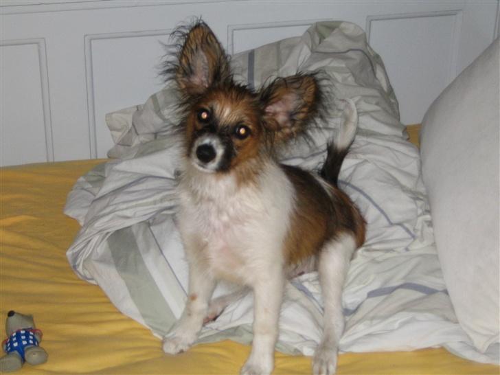 Papillon Kenzo (Gallinas Said) billede 12