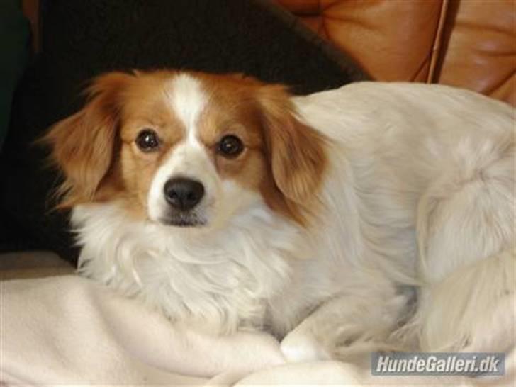 Blanding af racer R.I.P Lady billede 1