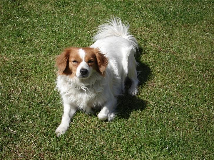 Blanding af racer R.I.P Lady billede 2