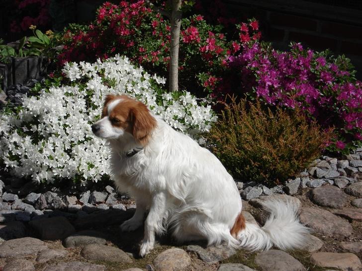 Blanding af racer R.I.P Lady billede 3