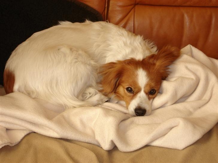 Blanding af racer R.I.P Lady billede 4