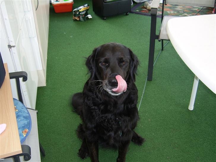 Flat coated retriever Krølle billede 1
