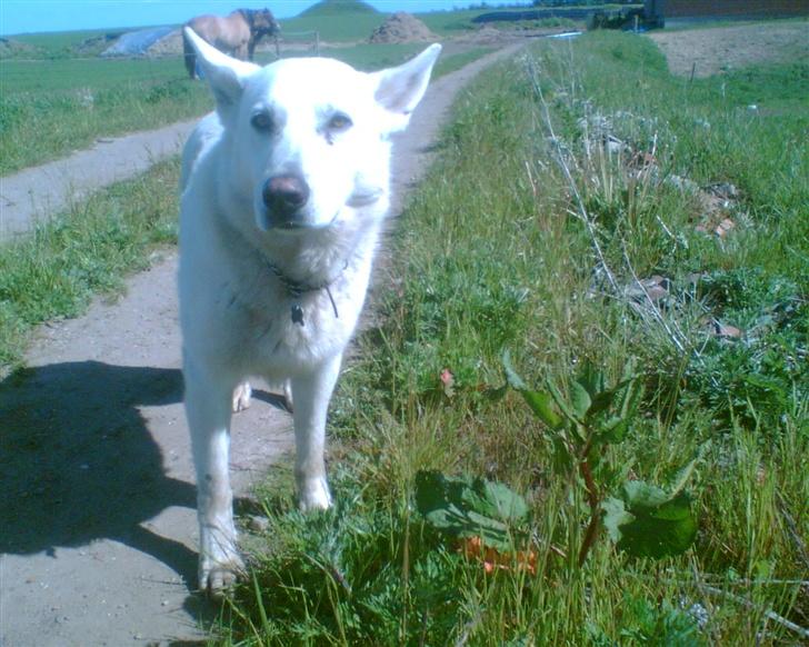 Hvid schæfer Qvikki billede 9