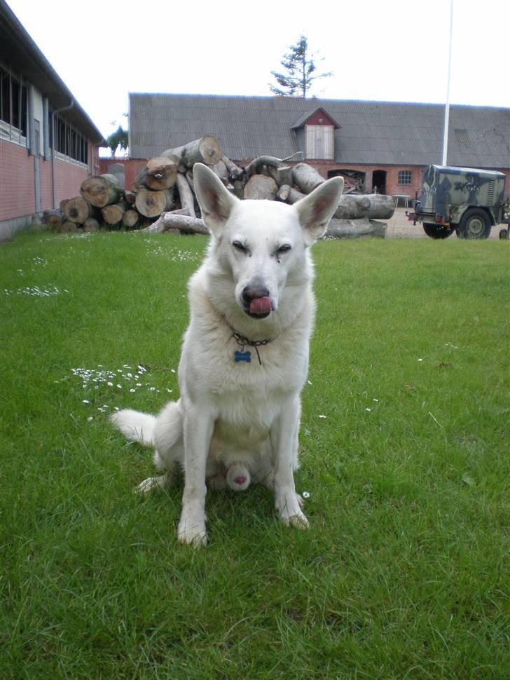Hvid schæfer Qvikki billede 10