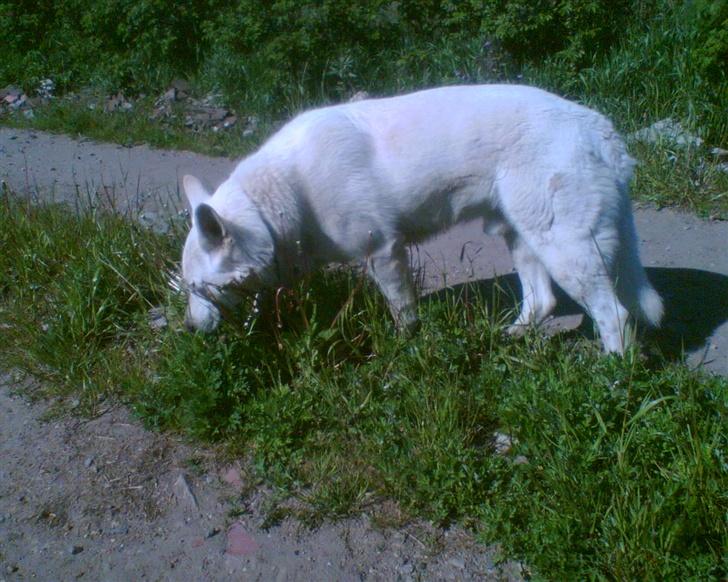 Hvid schæfer Qvikki billede 11