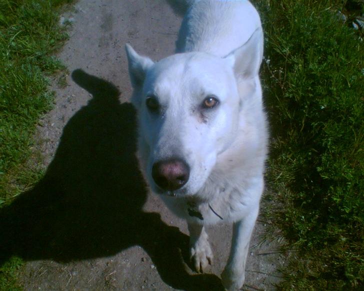 Hvid schæfer Qvikki billede 12