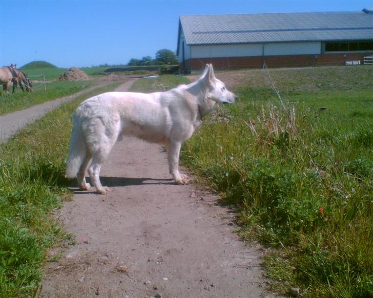 Hvid schæfer Qvikki billede 13