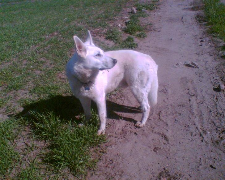 Hvid schæfer Qvikki billede 14