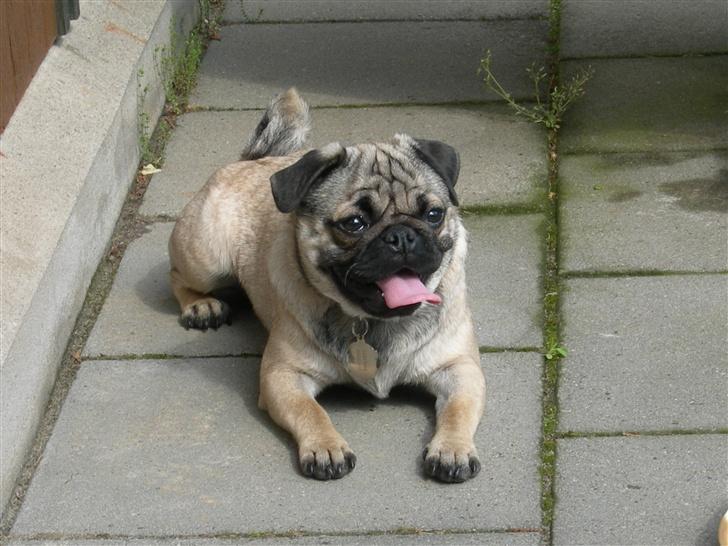 Mops Luna - Hvor er varmt, skal vi ikke have is idag?? billede 15