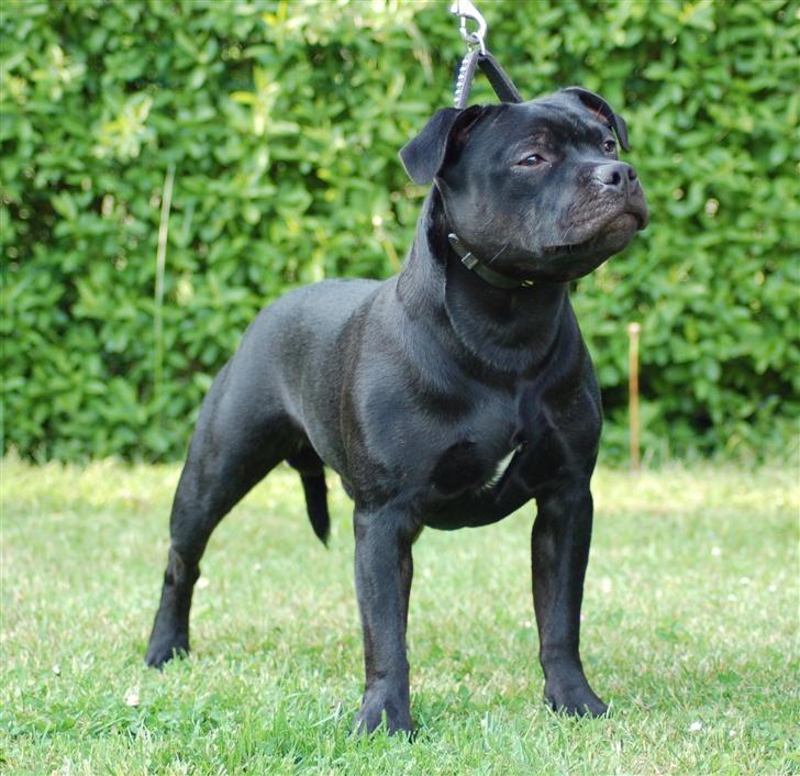 Staffordshire bull terrier Solo billede 16