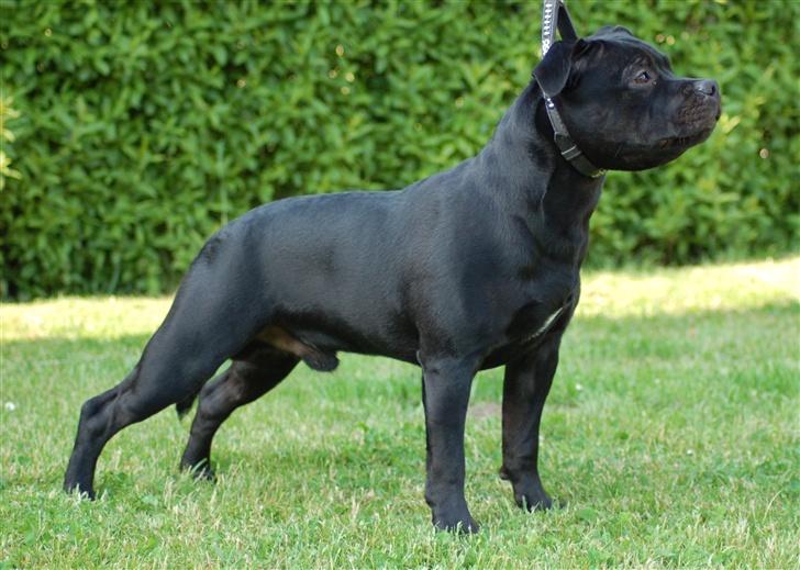 Staffordshire bull terrier Solo billede 17