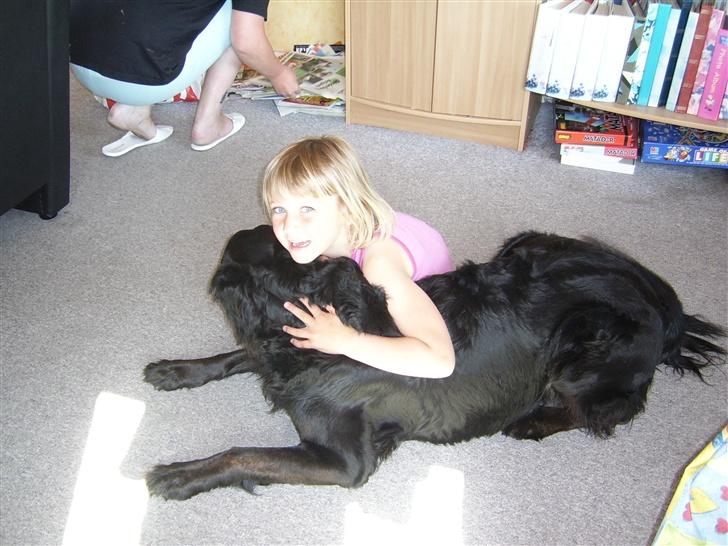 Flat coated retriever Krølle billede 2