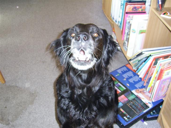 Flat coated retriever Krølle billede 3