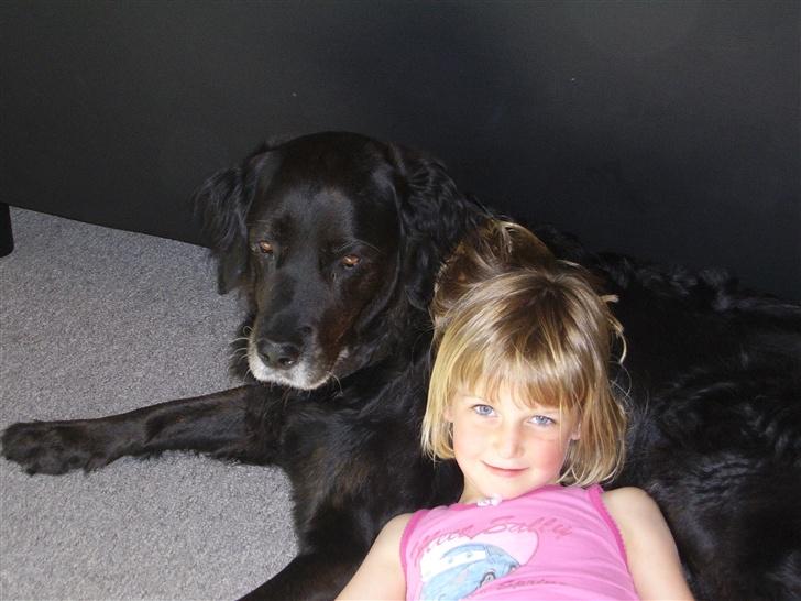 Flat coated retriever Krølle billede 4